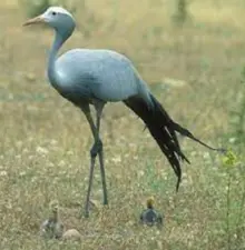 Blue Crane Municipality, Sarah Baartman District- Eastern Cape