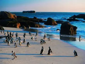 Boulders Beach, Simons Town