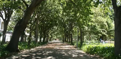 The Company Gardens, Cape Town.
