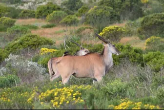 Elandsfontein Private Nature Reserve, Western Cape