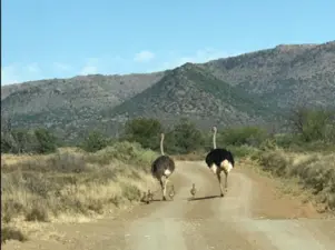 Graaff-Reinet Division