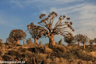 Brandvlei, Karoo