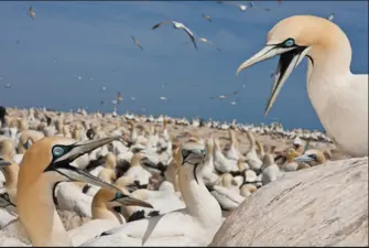 Malgas Island, Saldanha Bay