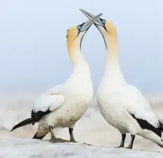 Marcus Island Marine Protected Area