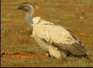 Moletzie Bird Sanctuary