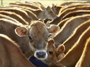 Mooivallei, Dairy Farm