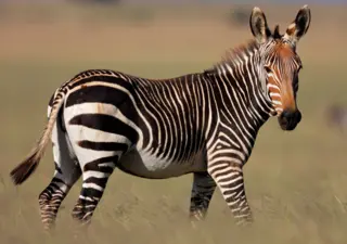 Mountain Zebra National Park, Karoo Region of Cradock