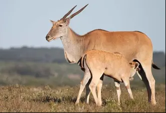 Mpofu Nature Reserve