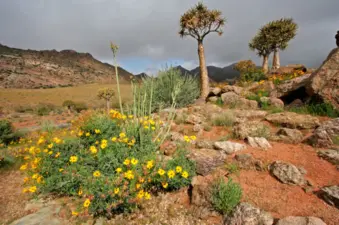 Namaqua National Park