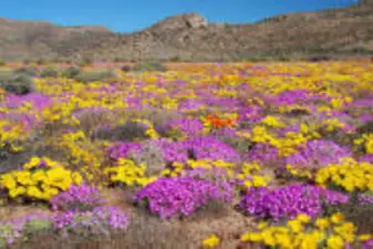 Namaqualand