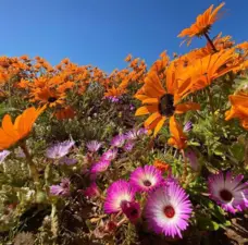 West Coast National Park and Postberg Reserve 