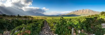 Slanghoek Cellar, Western Cape