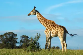 Tsolwana Game Reserve, Eastern Cape