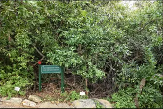 Van Riebeeck’s Hedge, Kirstenbosch Botanical Gardens, Cape Town.