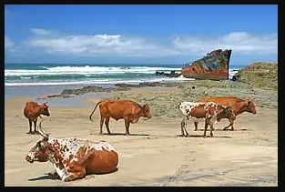 Wild Coast
