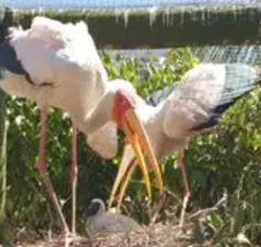World of Birds, Hout Bay