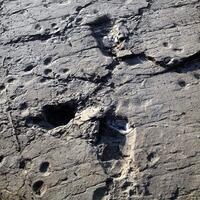 Footprints in Laetoli