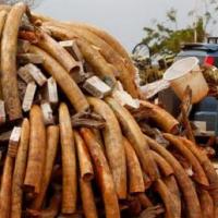  Kenyan security officials ready a batch of poached ivory