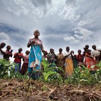 Maize field in Malawi