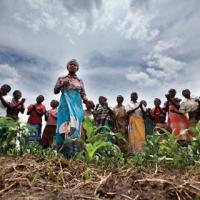 Maize field in Malawi