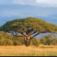 https://thumbs.dreamstime.com/z/african-acacia-tree-3095142.jpg