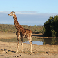a Giraffe By One of The Water-Pans in Borakalalo National park