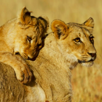 https://www.krugerpark.co.za/images/lions-popular-wildlife-kruger-park-590x390.jpg
