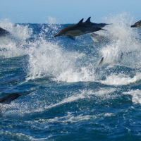  http://www.nmbt.co.za/uploads/1/image/Content%20Images/Generic%20Text%20Images/dolphins-off-PE---Raggy-Cha.jpg