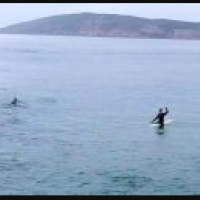 https://www.plett-tourism.co.za/wp-content/uploads/2020/01/214-whale-video-189x124.jpg