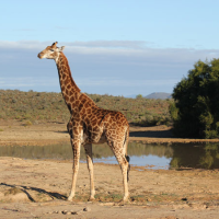 Polokwane Game Reserve