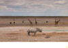 https://d2iaf7xwaf71rg.cloudfront.net/1428/chameleon-safaris_waterhole-in-etosha__large.jpg
